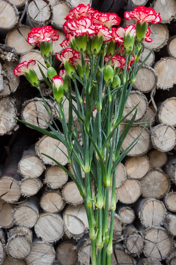 Red and White Fresh Carnations, Bulk Flowers