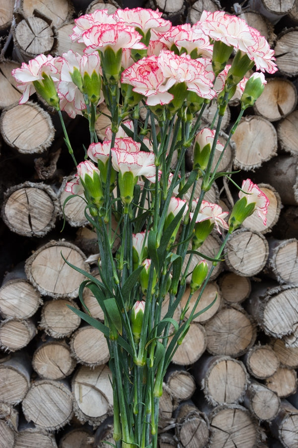 Pink & White Mini Carnations
