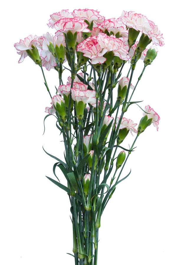 Mini Raffine Carnation Pink & White Mini Carnations – Flower Explosion