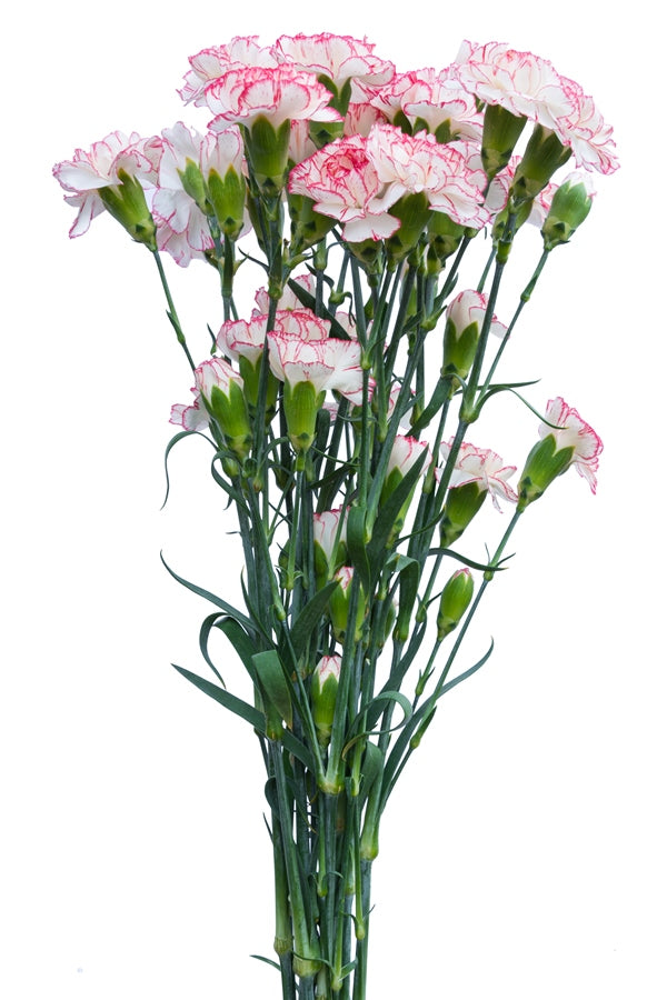 Pink & White Mini Carnations