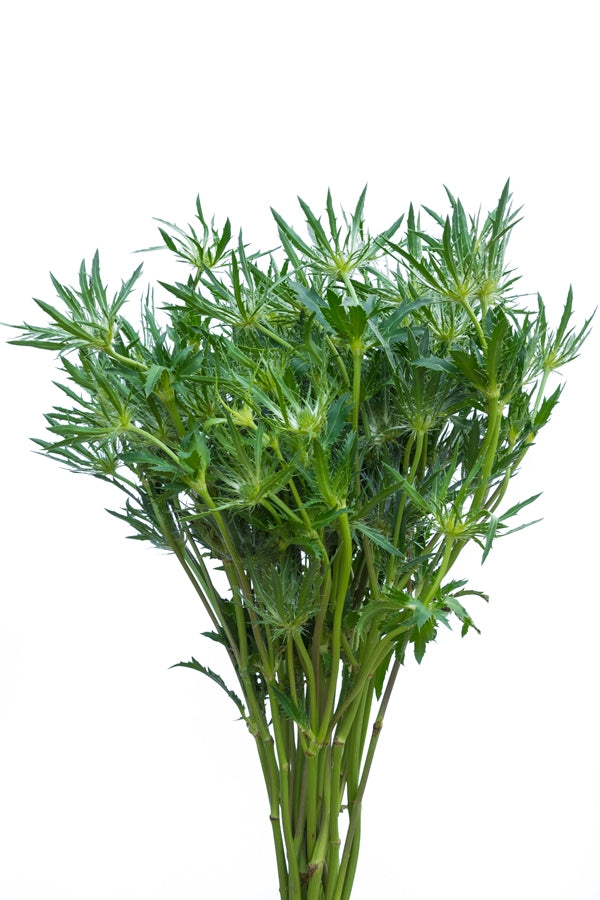 Thistle Eryngium Green