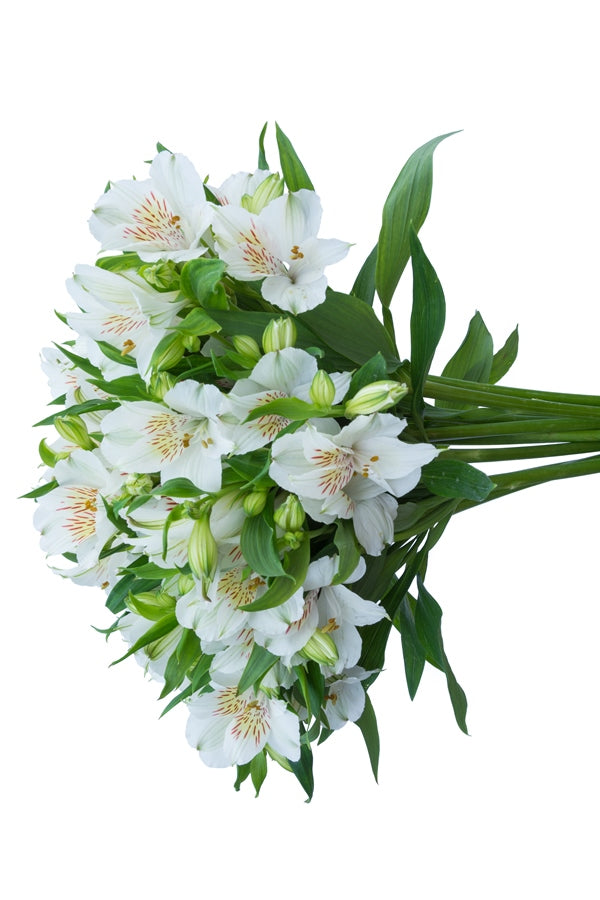 White Alstroemerias