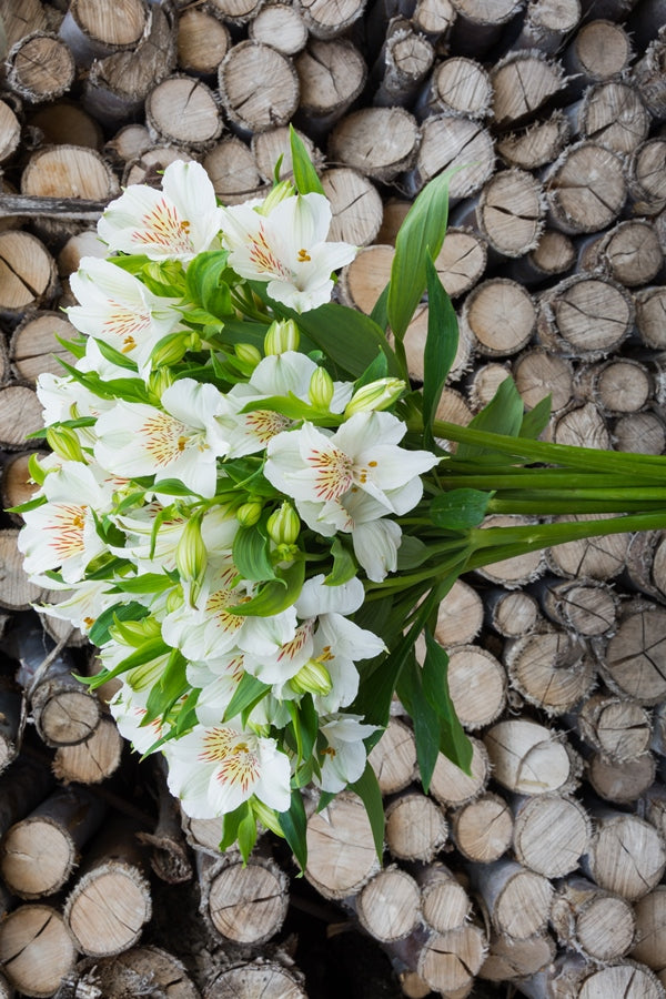 White Alstroemerias