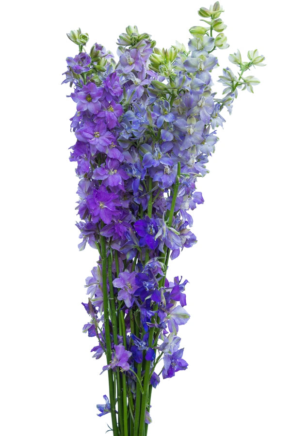 Mixed Delphinium