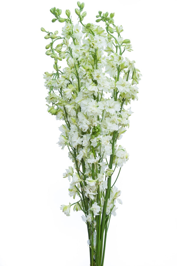 White Delphinium Flower