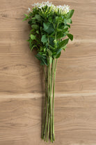 White Bouvardia