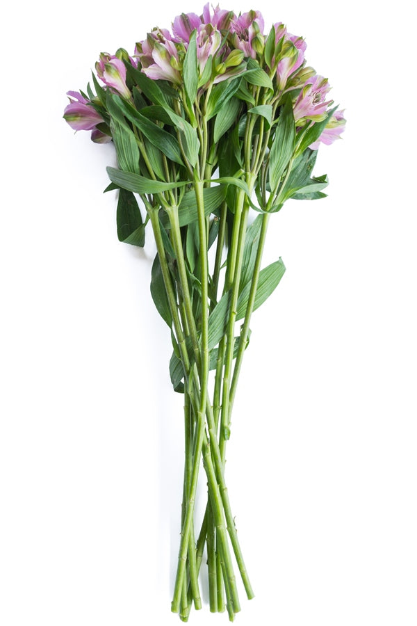 Lavender Alstroemerias
