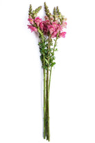 Pink Snapdragons