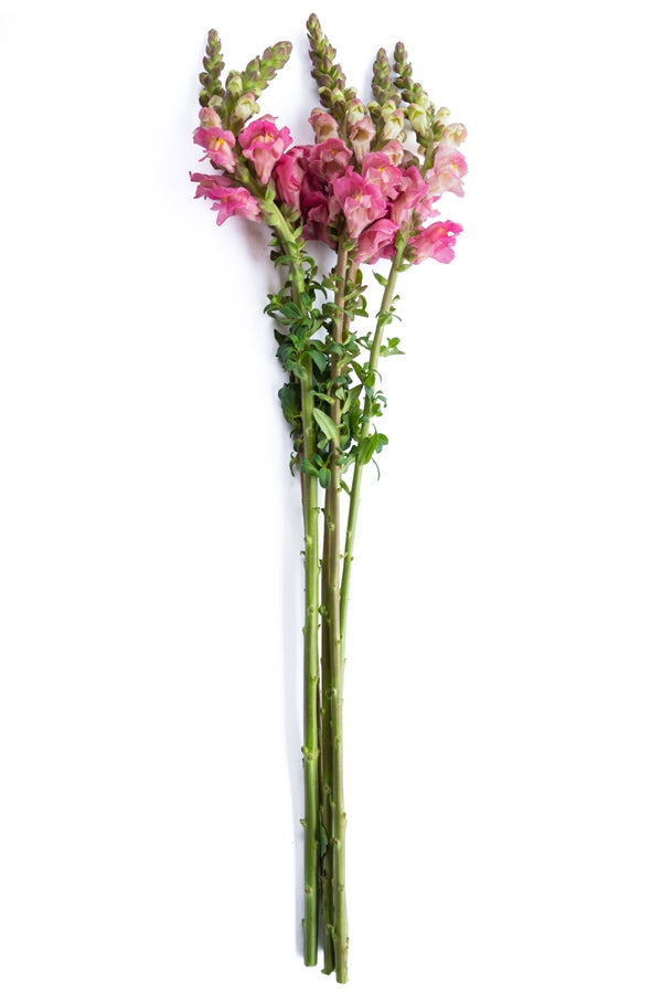 Pink Snapdragons