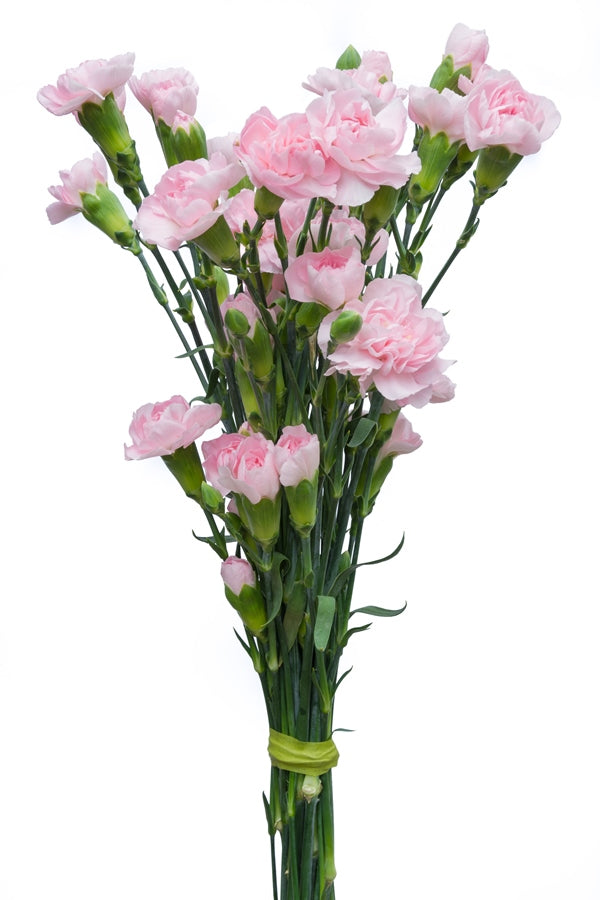 Light Pink Mini Carnations