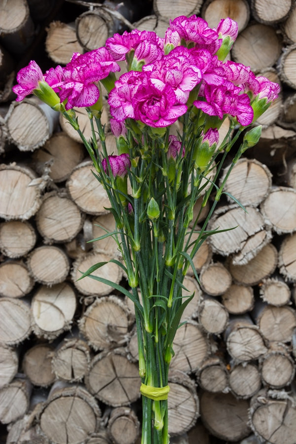 Purple & White Mini Carnations