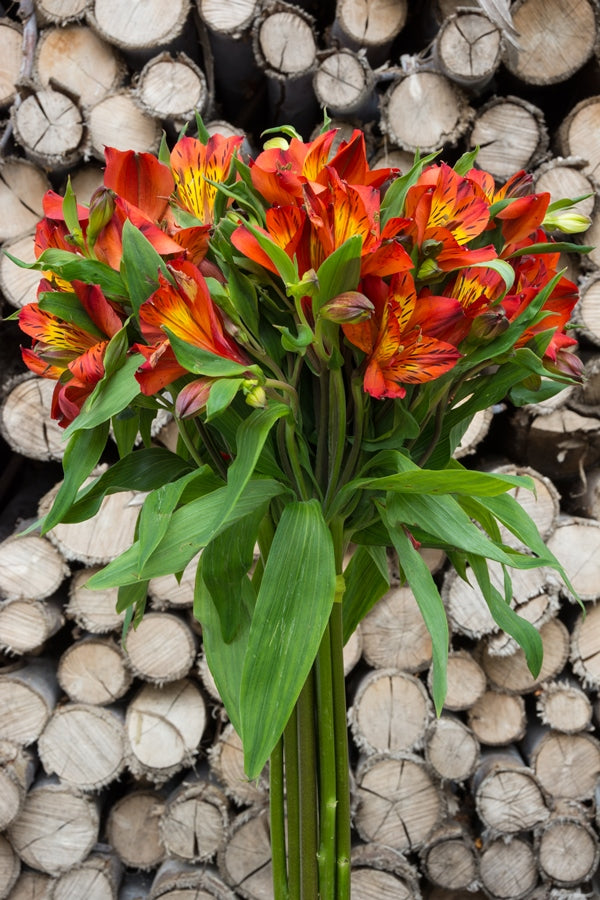 Burnt Orange Alstroemerias