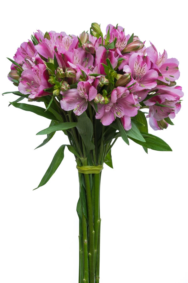 Purple Alstroemeria