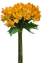 Yellow Alstroemeria