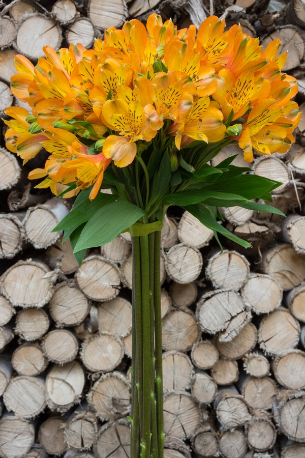 Yellow Alstroemeria