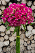 Hot Pink Alstroemerias