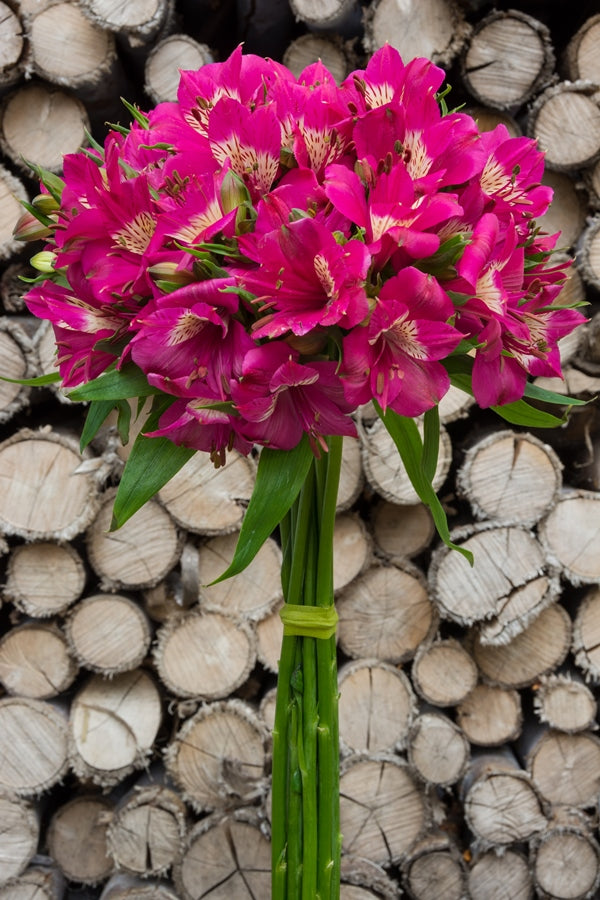 Hot Pink Alstroemerias