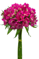 Hot Pink Alstroemerias
