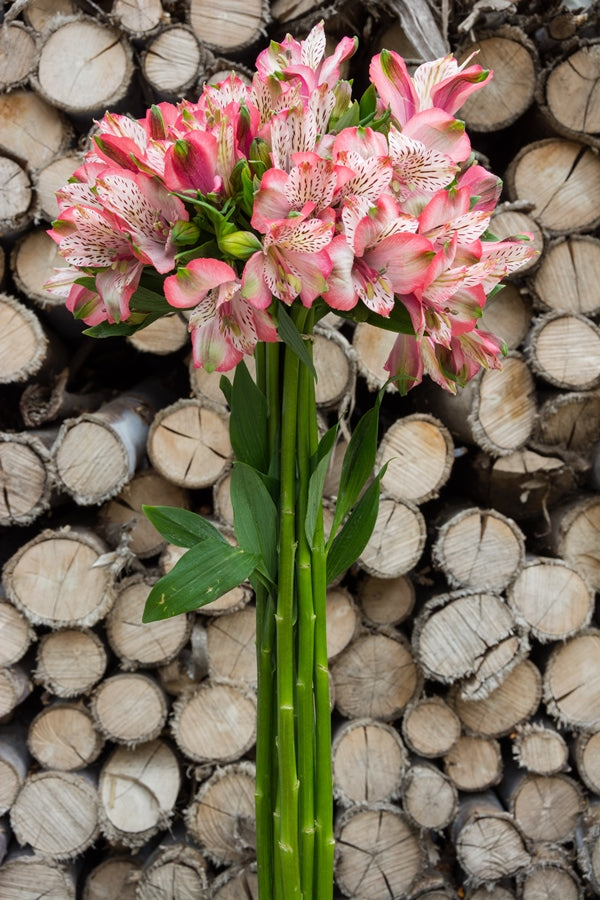 Light Pink Alstroemeria