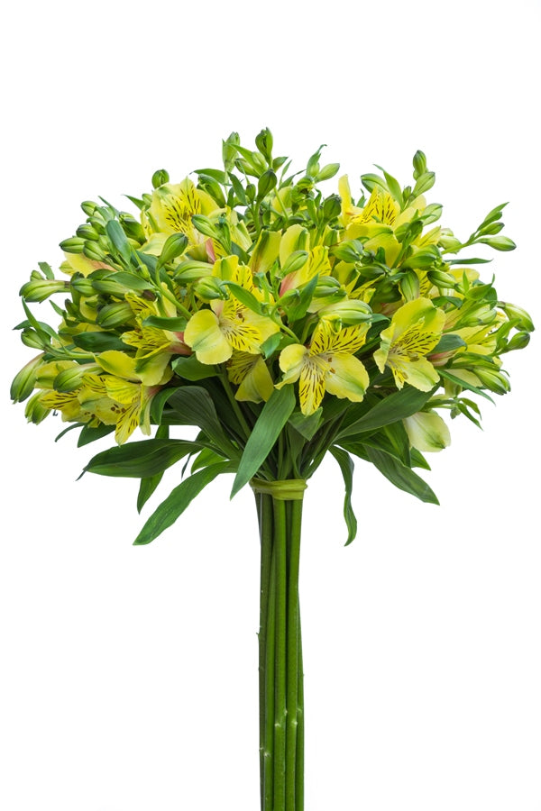 Lime Yellow Alstroemeria