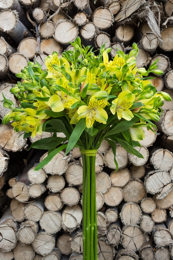 Lime Yellow Alstroemeria