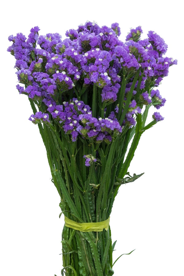 Lavender Statice