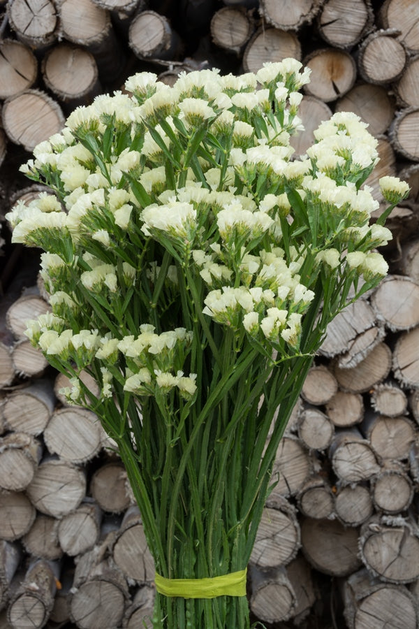 White Statice
