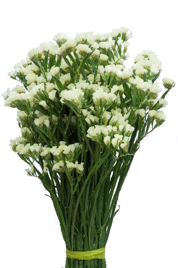 White Statice