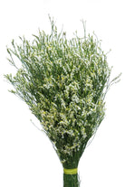 Limonium Sinensis White