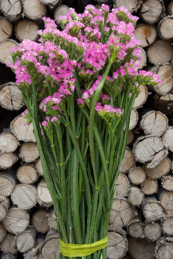 Hot Pink Statice Filler – Flower Explosion