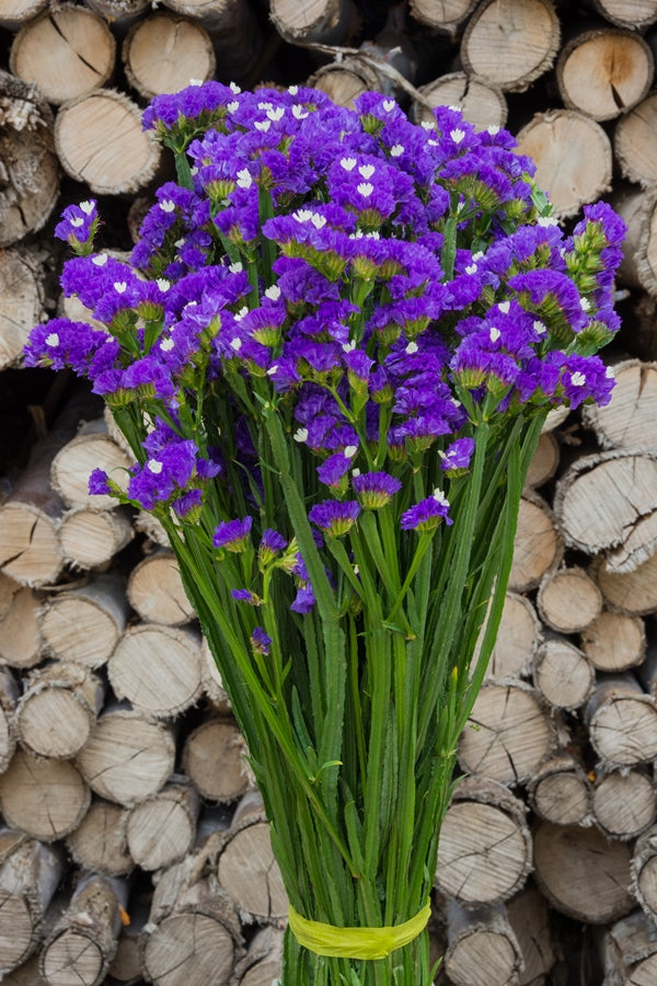 Purple Statice