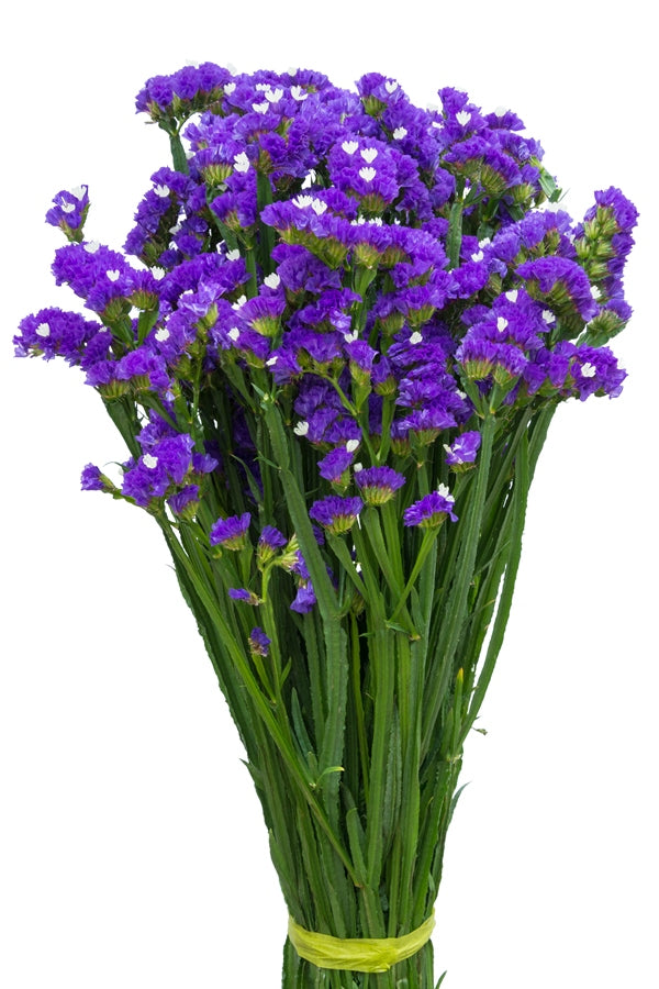 Purple Statice