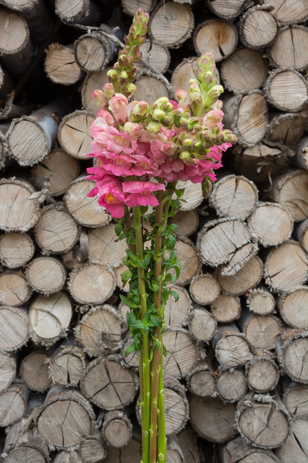 Pink Snapdragons