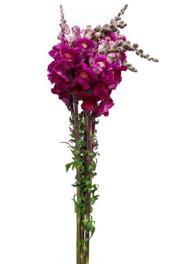 Hot Pink Snapdragons