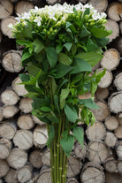 White Bouvardia