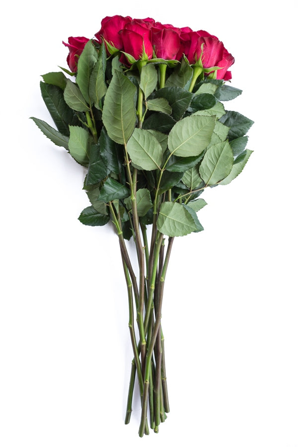 Pink Floyd Pink Rose