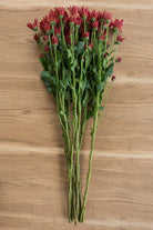 Red Daisy Poms