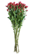Red Daisy Poms