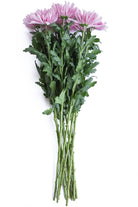 Eleonora Lavender