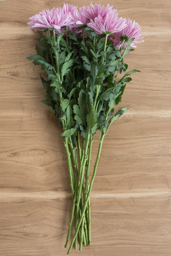 Eleonora Lavender