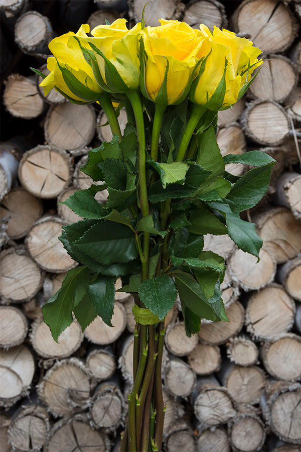Brasil Yellow Rose