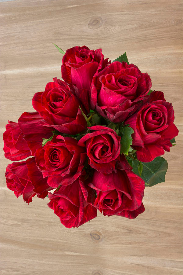 Red Intuition Rose (Exclusive)
