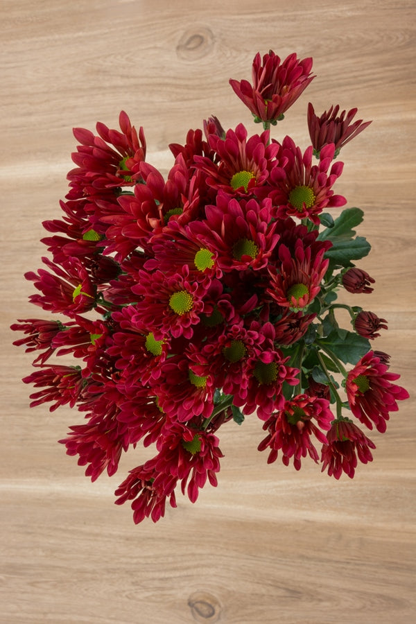 Red Daisy Poms