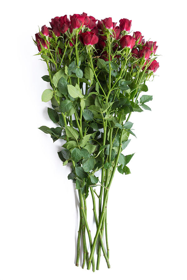 Red Marabel Spray Roses Dark Red Spray Roses – Flower Explosion