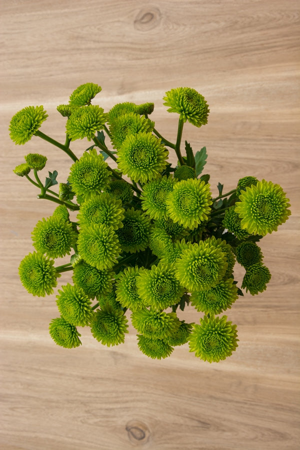 Pompon Button Green Flowers - Wholesale - Blooms By The Box
