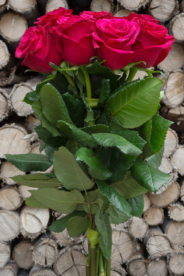 Pink Floyd Pink Rose