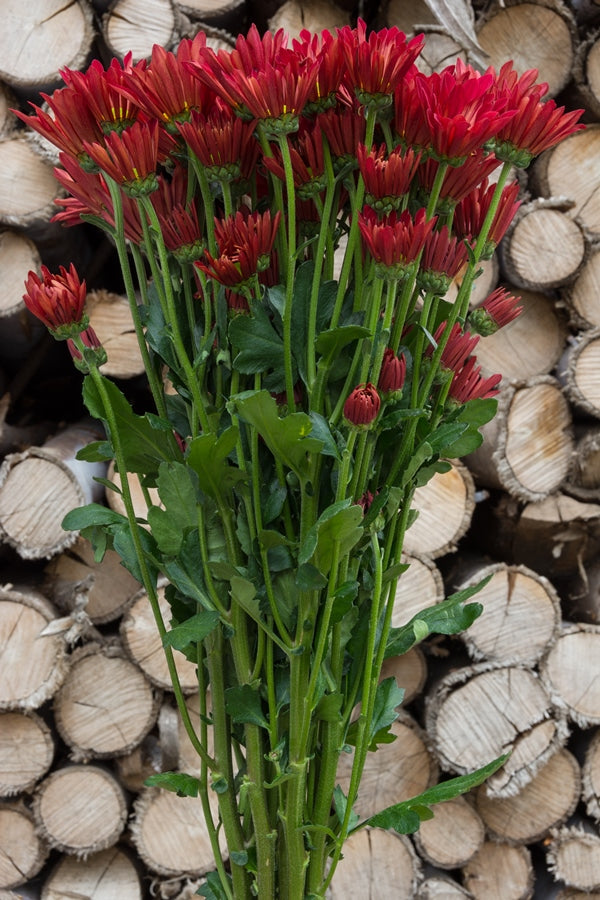 Red Daisy Poms