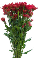 Red Daisy Poms