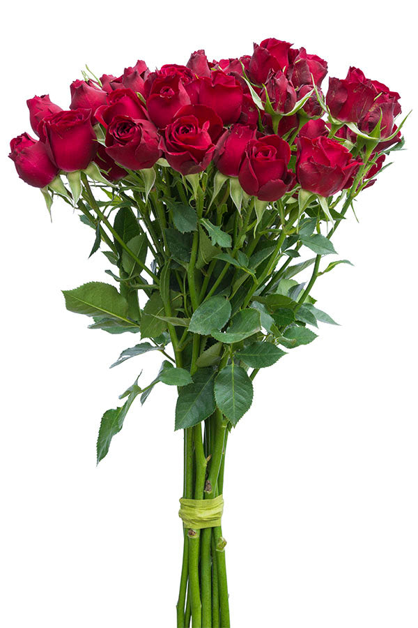 Dark Red Spray Roses – Flower Explosion