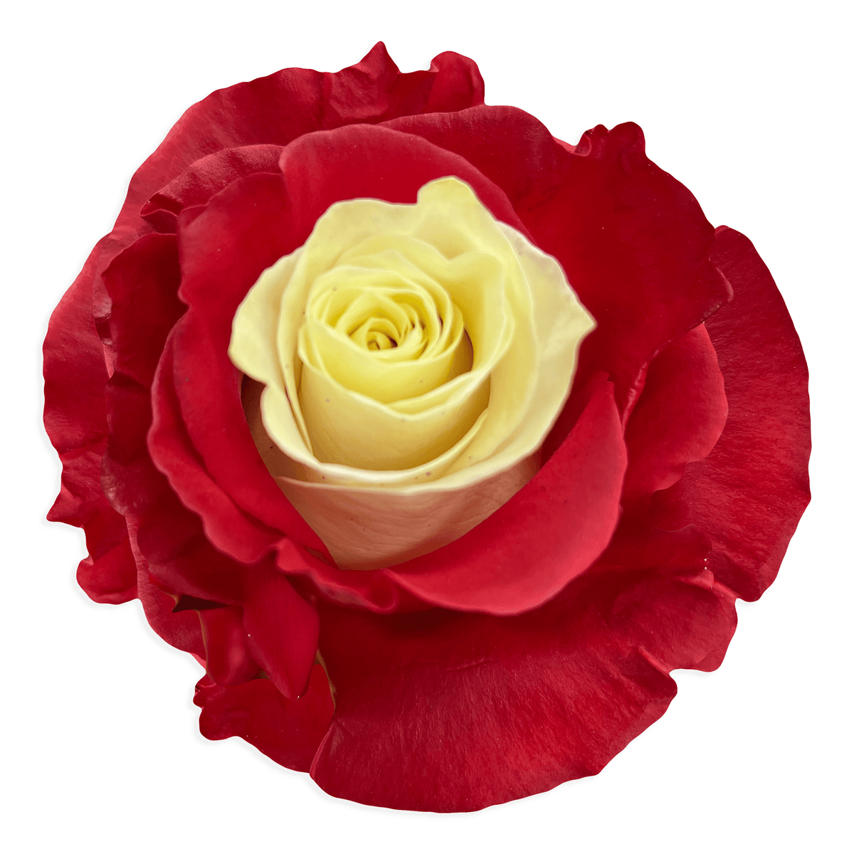 High Center Roses Allegro Roses - White Center Red Outer Petals - Flower Explosion